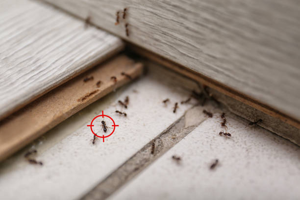 Best Pest Control Treatment  in Fillmore, CA