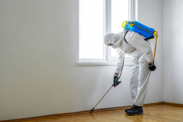 Best Affordable Pest Control Services  in Fillmore, CA