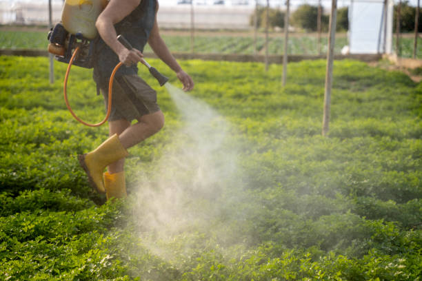 Insect Control in Fillmore, CA