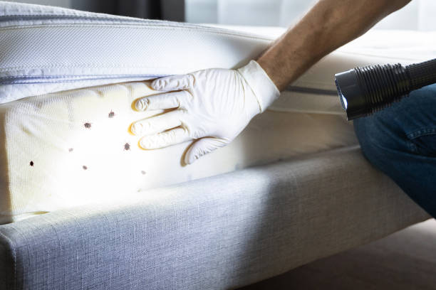 Best Best Pest Control Companies  in Fillmore, CA