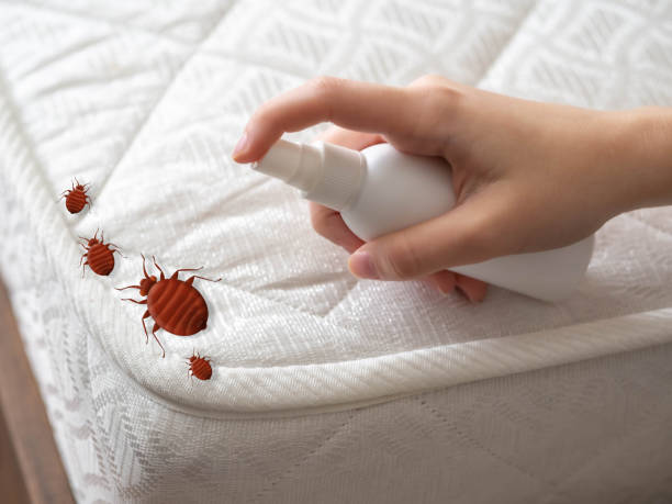 Reliable Fillmore, CA Pest Control Solutions