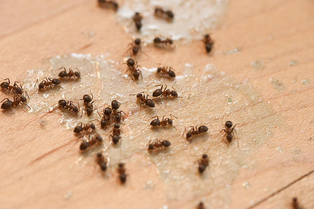 Best Wasp Removal Services  in Fillmore, CA