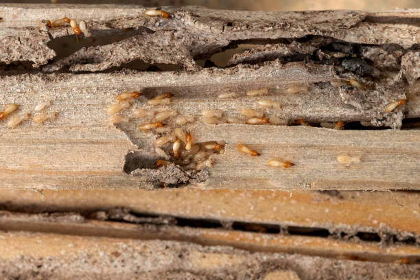 Best Cockroach Control Services  in Fillmore, CA