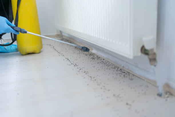 Best Termite Control Services  in Fillmore, CA